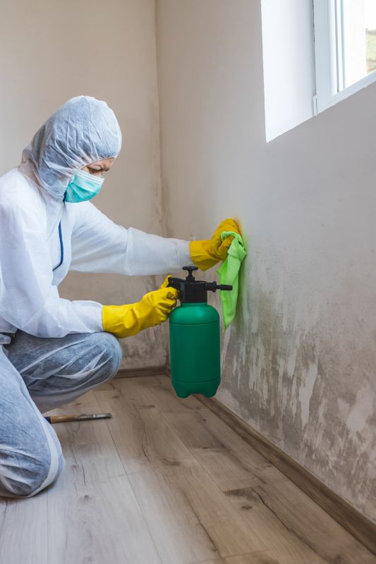 Moss and Mold Removal